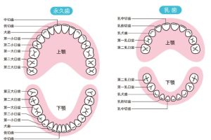 武蔵中原の歯医者、中林デンタルケアークリニックで子どもの乳歯が抜けない・永久歯が生えない場合の原因や対処法を解説